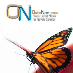 Oside News: How We Started Growing Butterflies in Our Shop