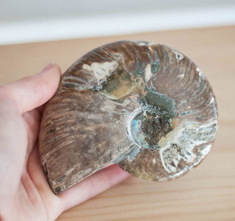 Ammonite Fossil - Large