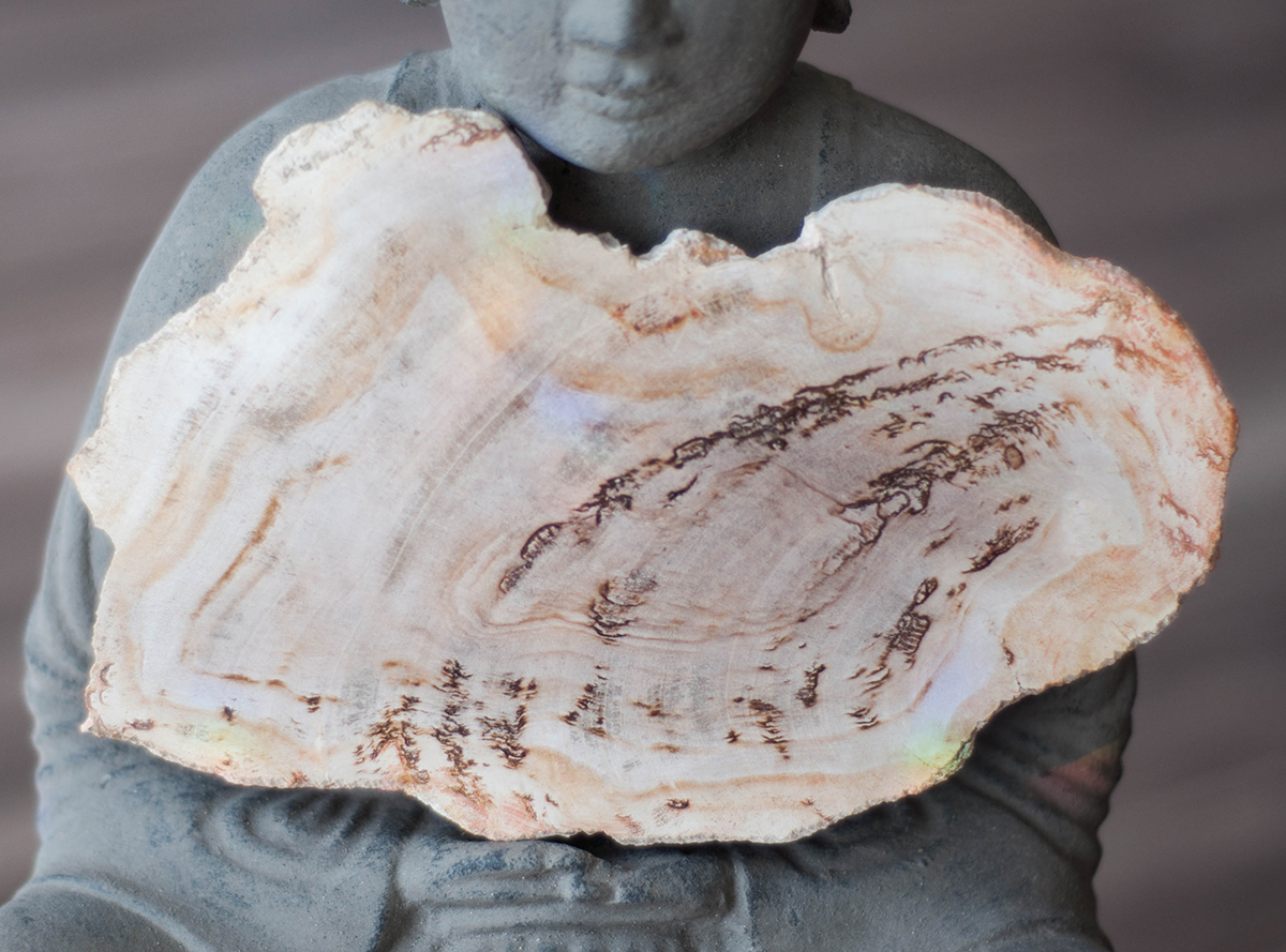 Petrified Wood Slice