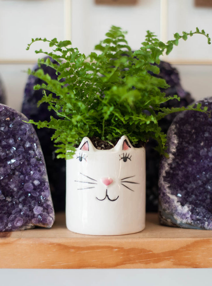 Kitten Mini Pot