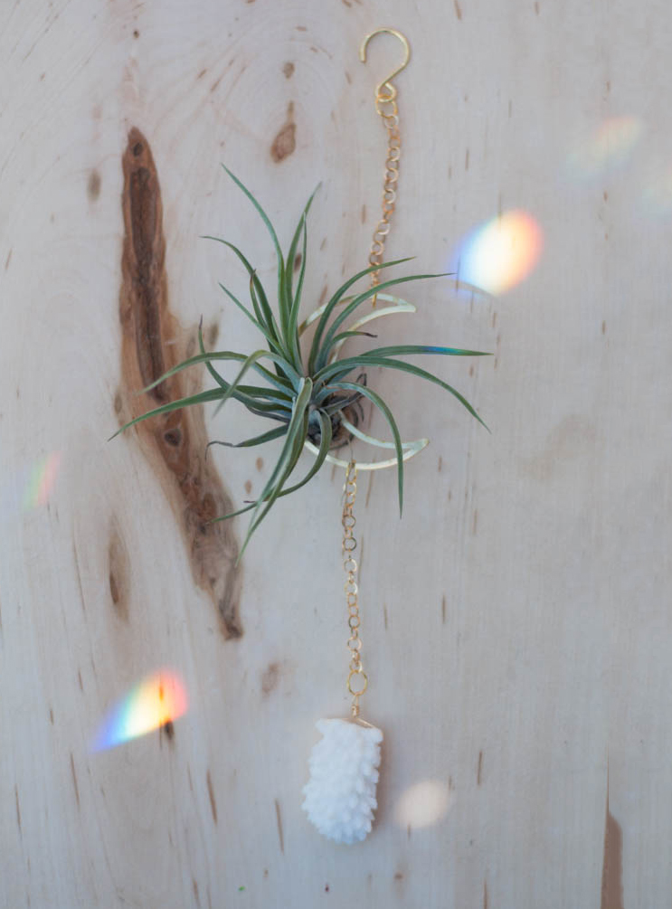 White Coral Airplant holder