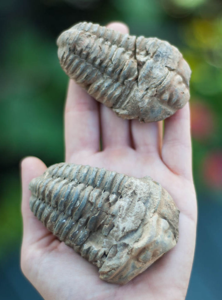 Trilobite Fossil