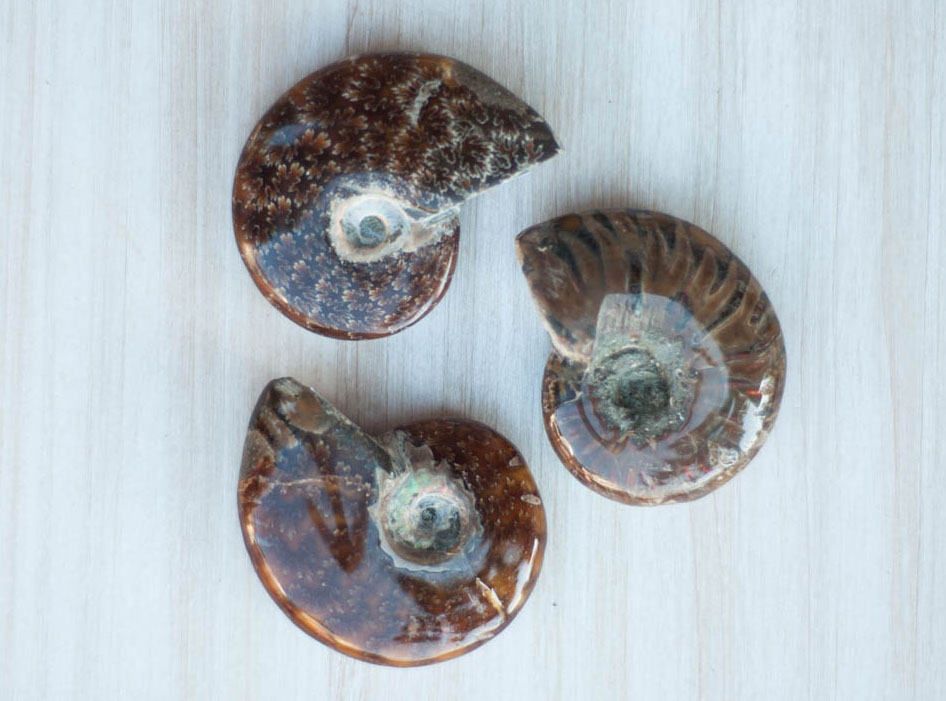 Ammonite Fossil - small