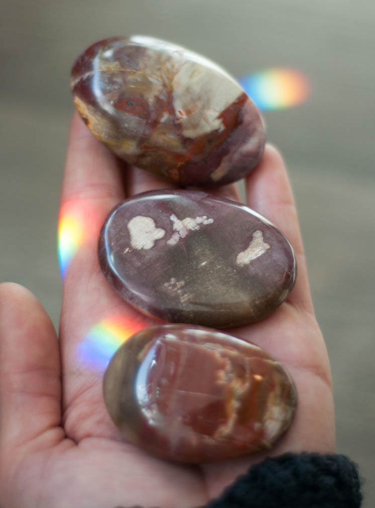 Petrified Wood Palm Stone small