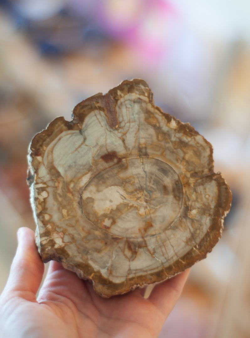 Petrified Wood Slice