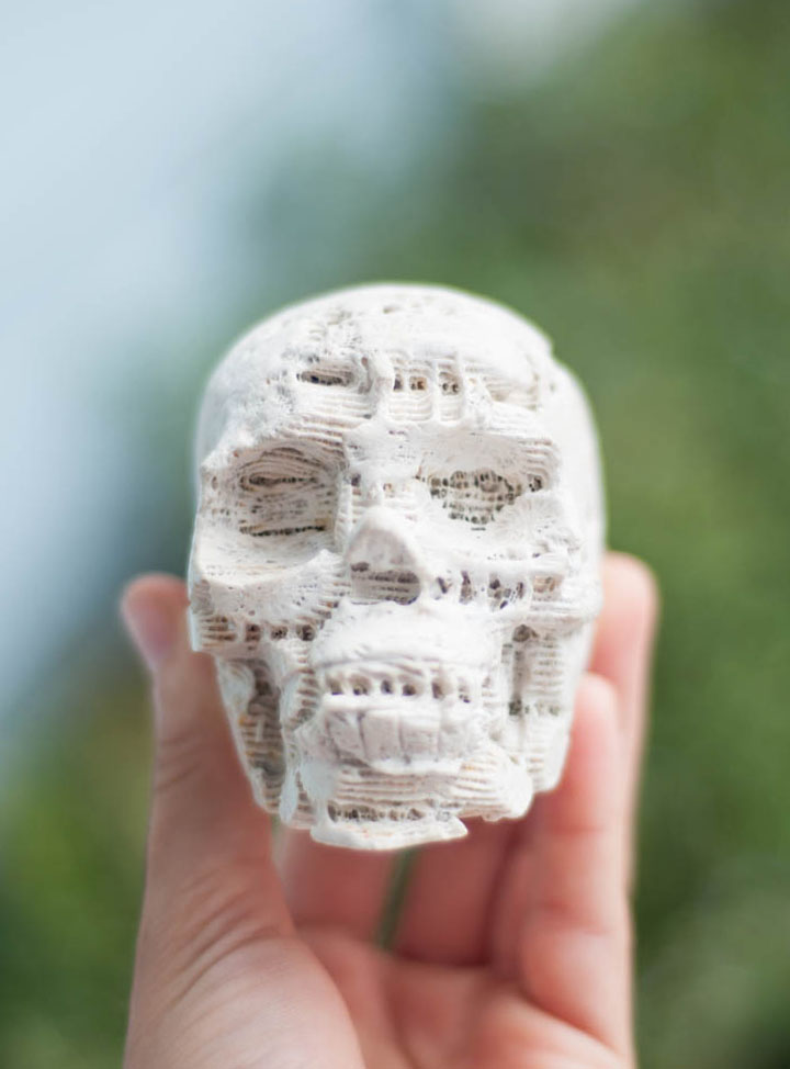 Coral Fossil Skull