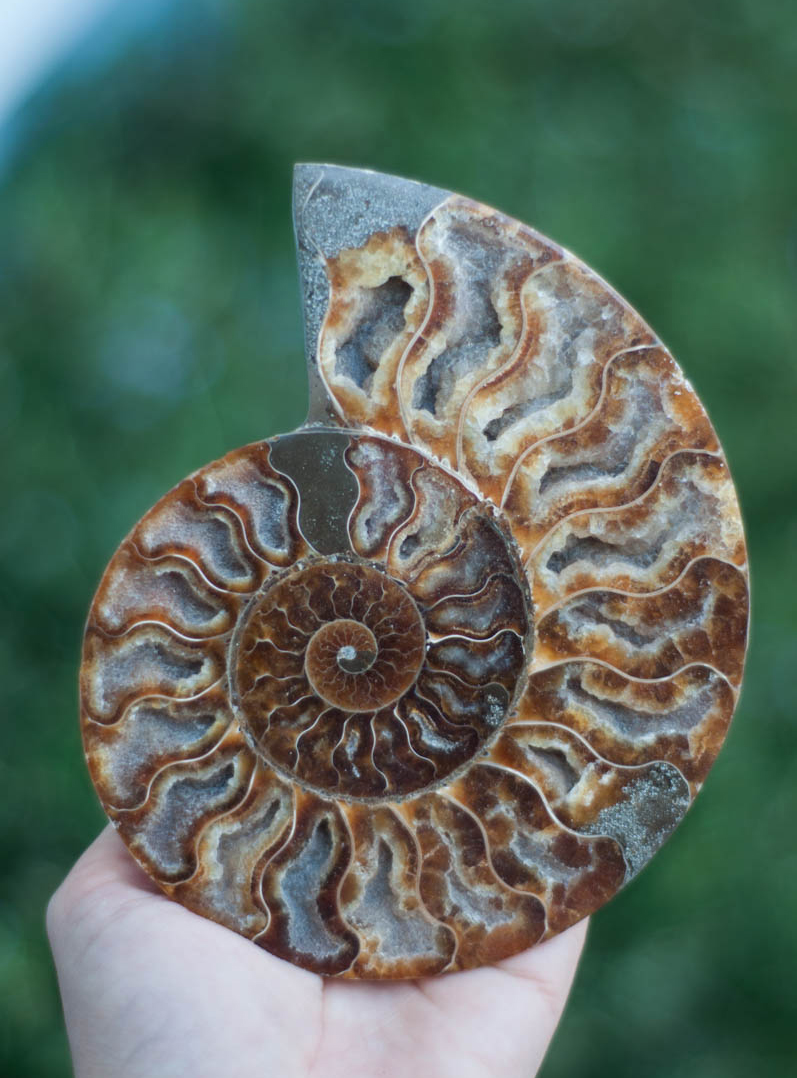 Ammonite Fossil half slice polished large