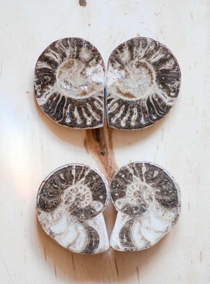 Ammonite Fossil Pair