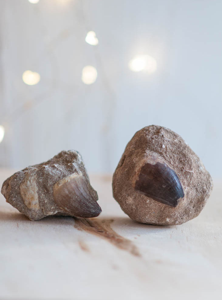 Mosasaurus Fossil Tooth