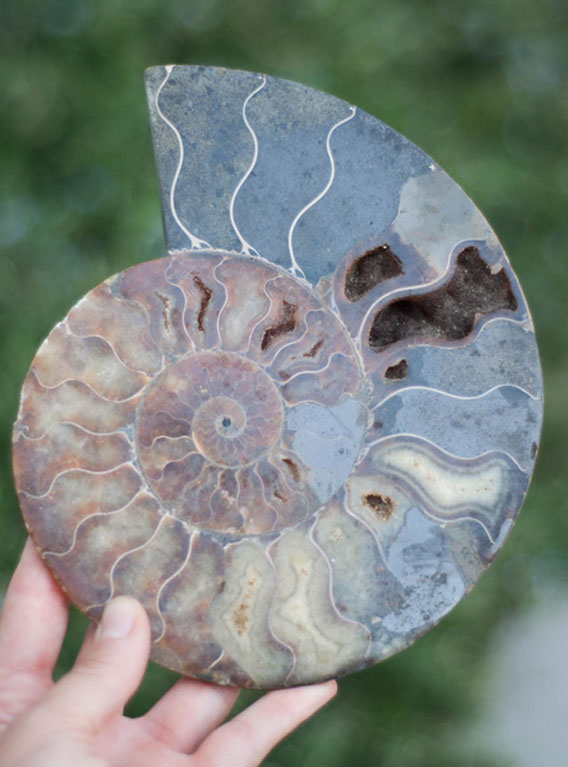 Ammonite Fossil Half Slice Polished - XL