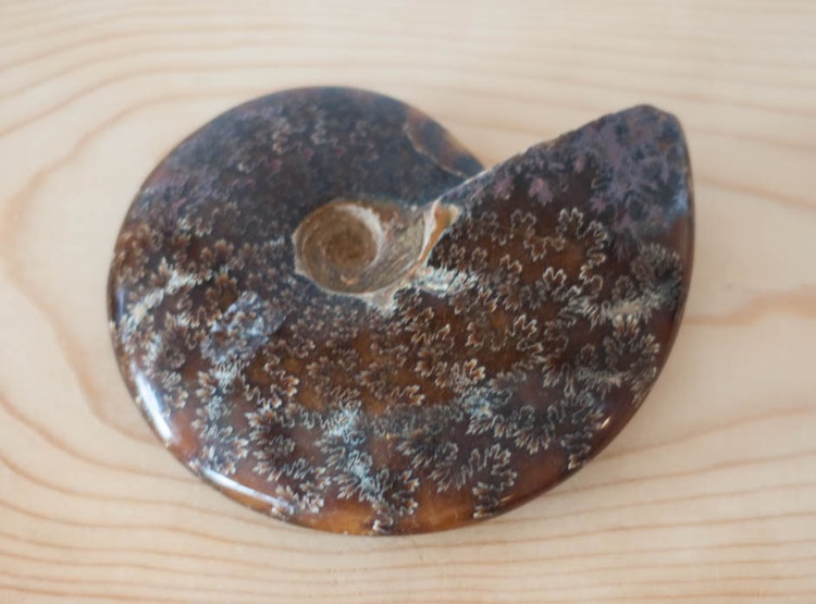 Ammonite Fossils Spiritual Meaning & Properties Village Rock Shop