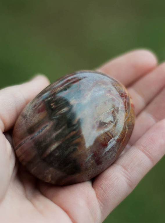 Petrified Wood Palm Stone