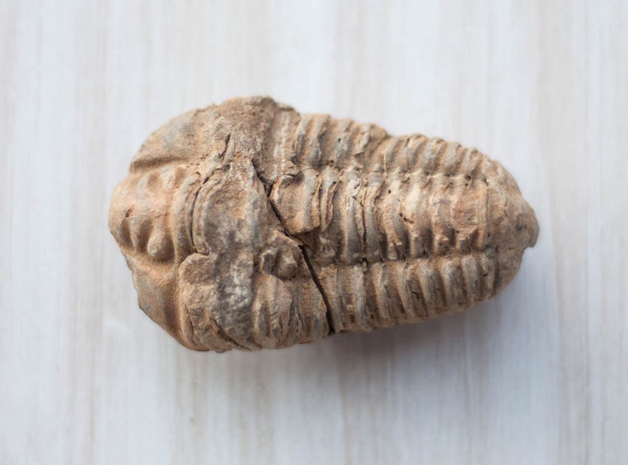 Types of Fossils Found in California Village Rock Shop